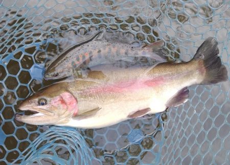 癒しの釣り ～岡崎トラウトポンド～